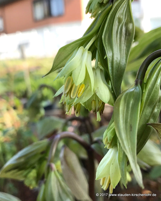 Disporum megalanthum