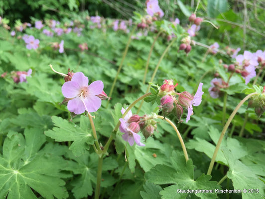 Geranium macrorrhizum 'Camce'