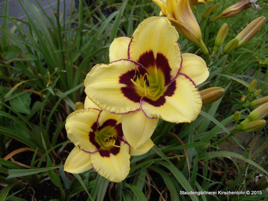 Hemerocallis 'El Desperado'