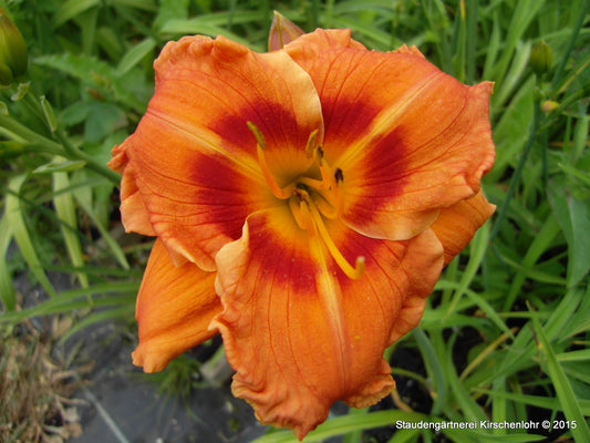 Hemerocallis 'Samba do Brasil'