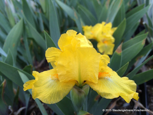 Iris barbata-nana 'Scholar'