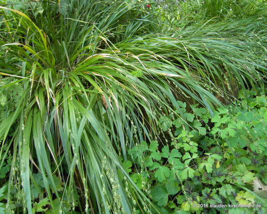 Diarrhena americana var. obovata