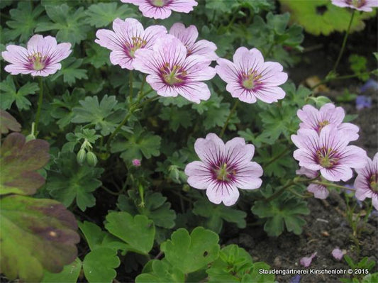 Geranium cinereum 'Rothbury Gem' ®