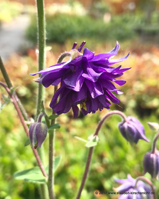 Aquilegia vulgaris 'Blue Barlow'