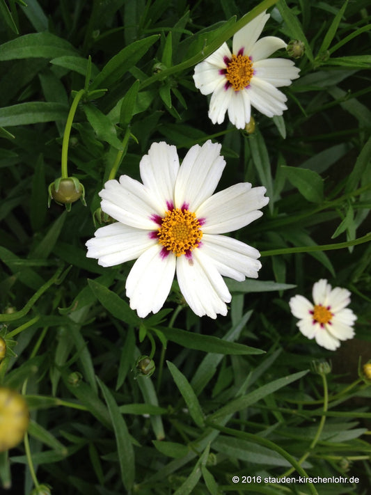 Coreopsis 'Star Cluster' ®