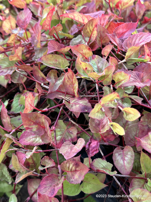 Persicaria nepalensis
