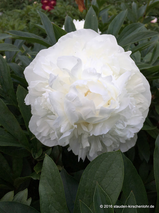 Paeonia 'Madame Claude Tain'