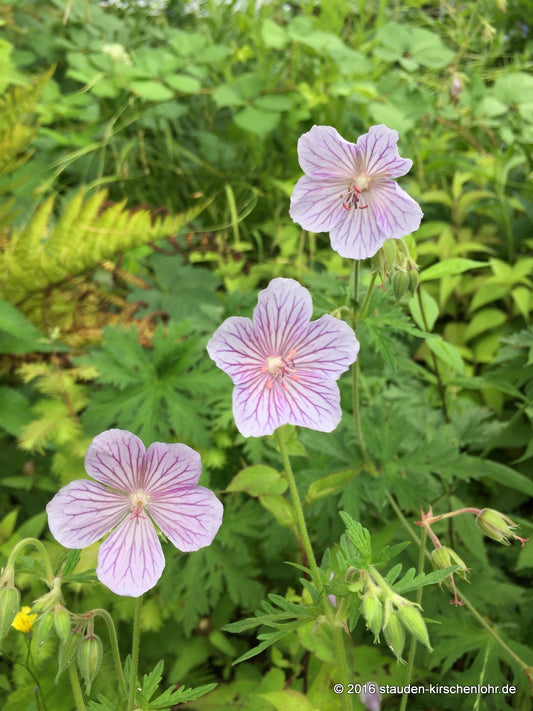 Geranium pratense
