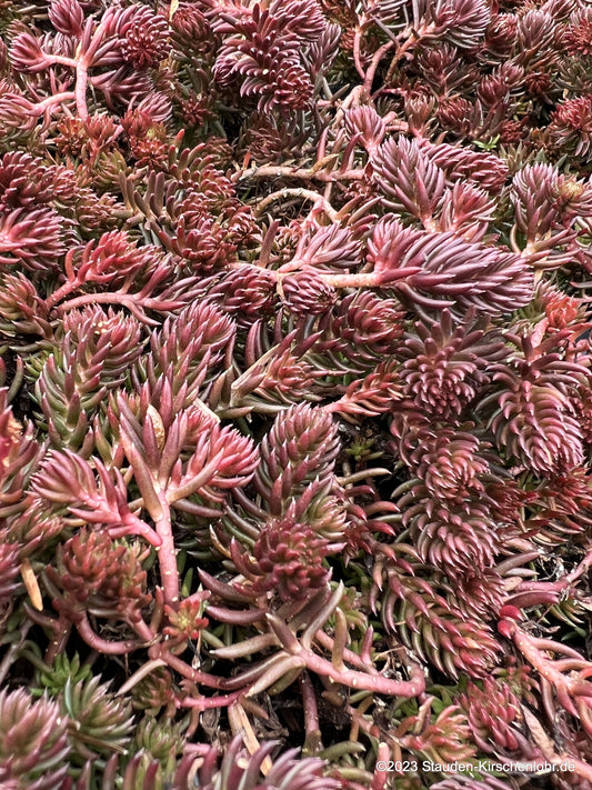 Petrosedum ochroleucum 'Martin Tversted' (Sedum)