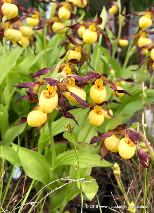 Cypripedium 'Hank Small' NIS