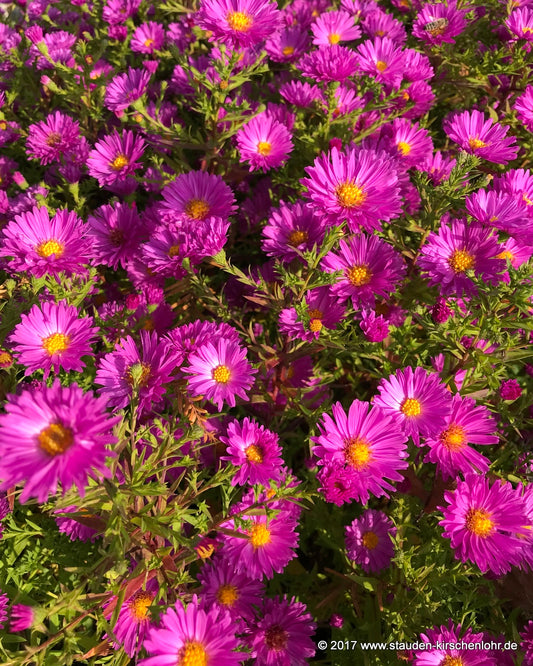 Symphyotrichum dumosum 'Kassel'