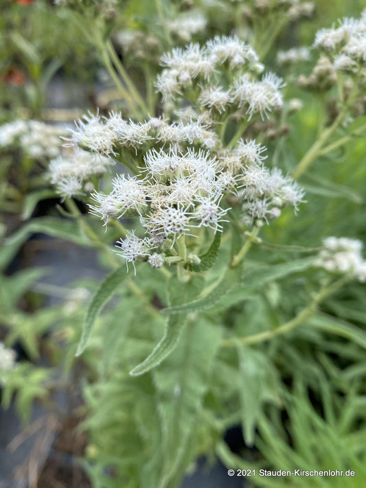 Eupatorium perfoliatum 'JS Witte Wolken' ®