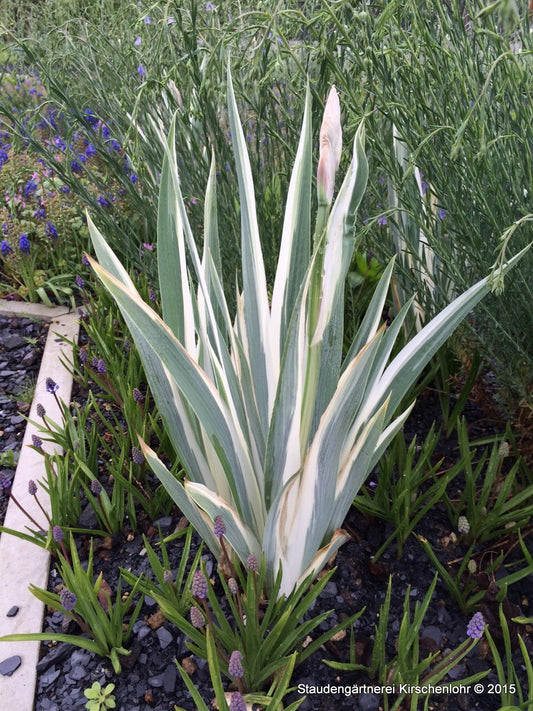 Iris pallida 'Argenteovariegata'