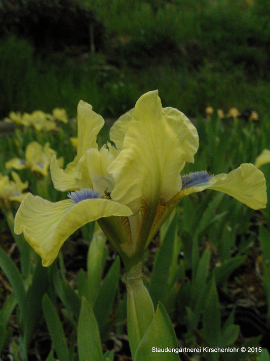 Iris barbata-nana 'Djinn'