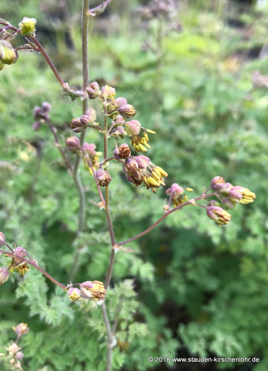Thalictrum minus