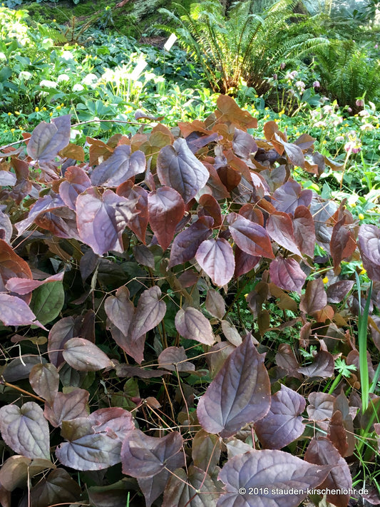 Epimedium alpinum