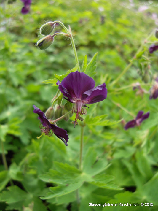 Geranium phaeum 'Lily Lovell'
