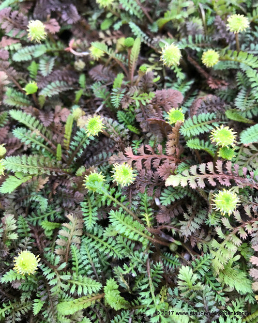 Leptinella potentillina