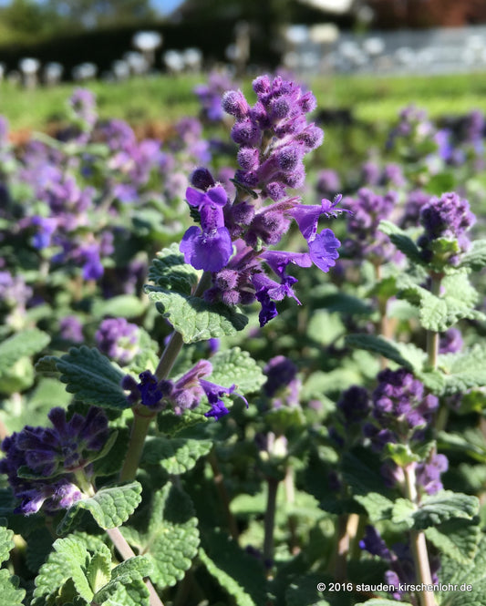 Nepeta racemosa 'Grog'
