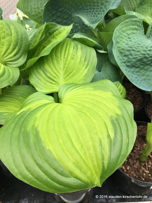 Hosta 'Dance With Me'