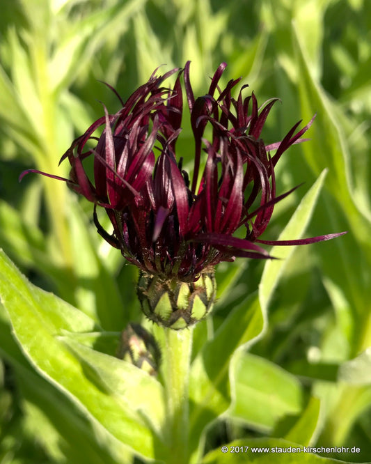 Centaurea montana 'Black Sprite' ®