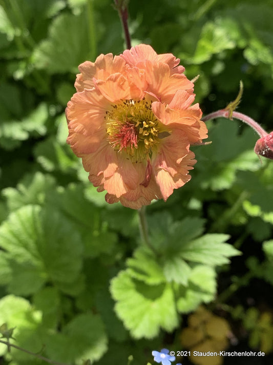 Geum 'Mai Tai'  ®