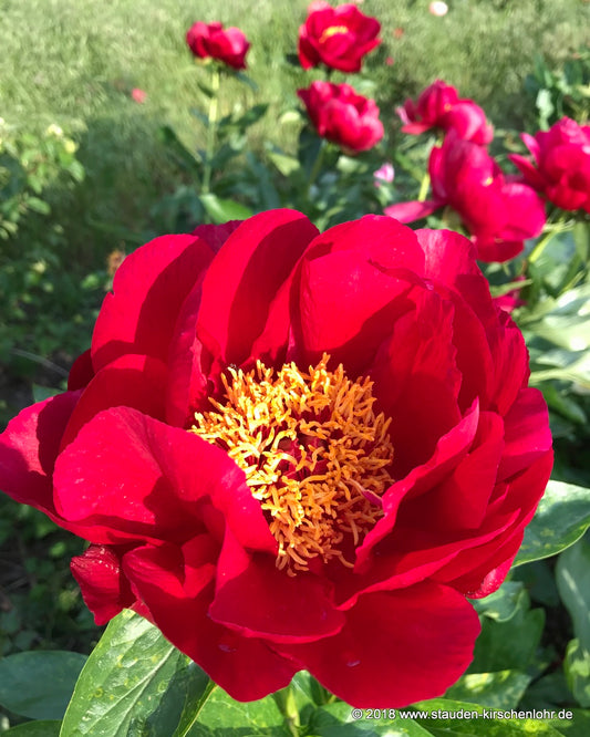 Paeonia 'Postillion'