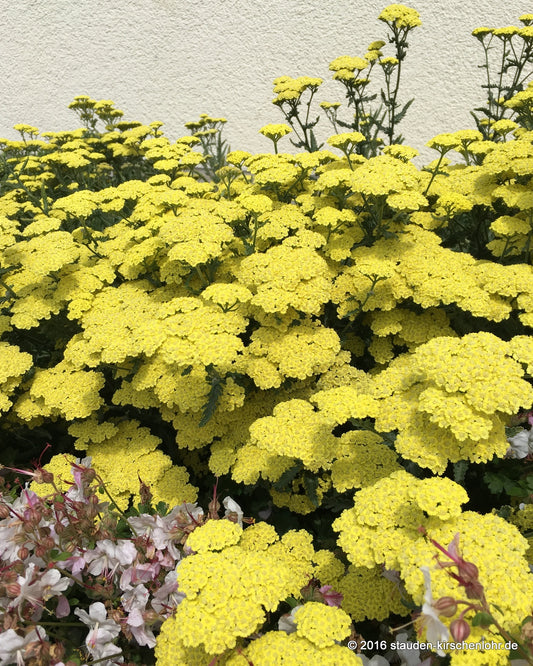 Achillea 'Taygetea'