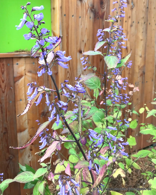 Isodon longitubus BSWJ11027