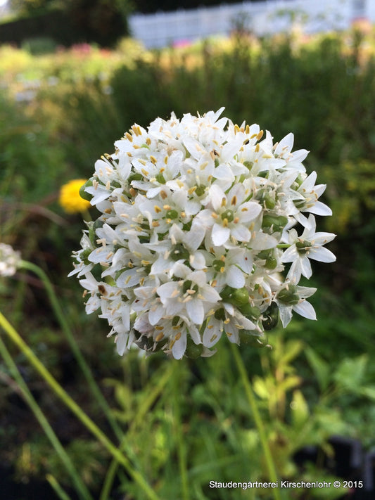 Allium tuberosum 'Monstrosum'