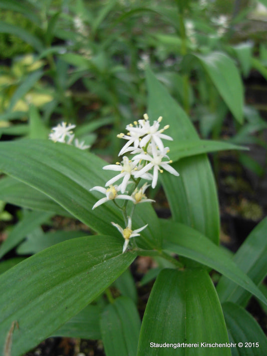 Maianthemum stellatum