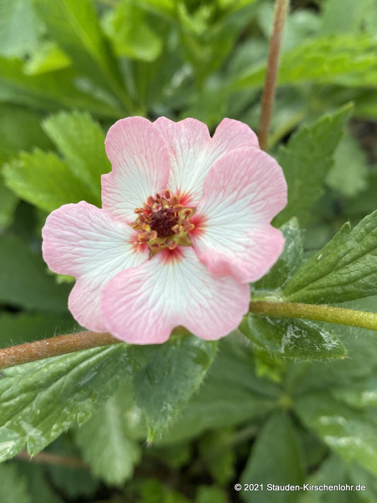 Potentilla 'Hopwoodiana'