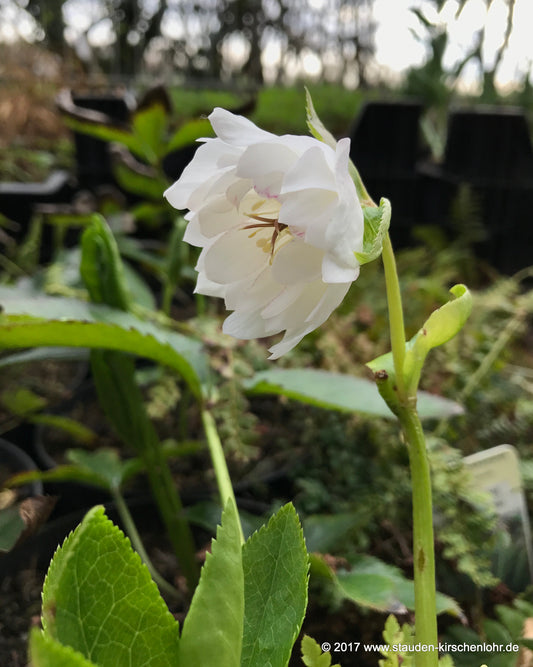 Helleborus x hybridus 'Betty Ranicar'
