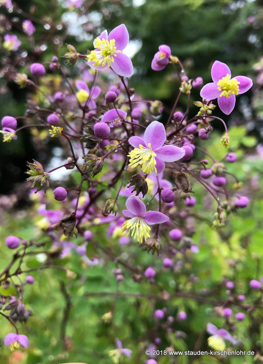 Thalictrum rochebruneanum