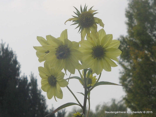 Helianthus gigantheus 'Sheila´s Sunshine'