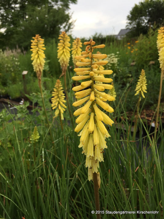 Kniphofia 'Lemon Popsicle' ®