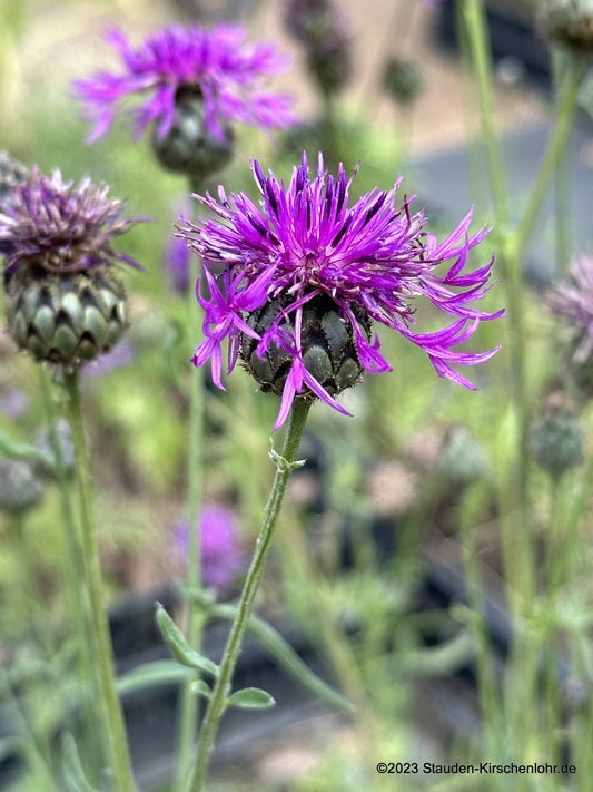 Centaurea jacea