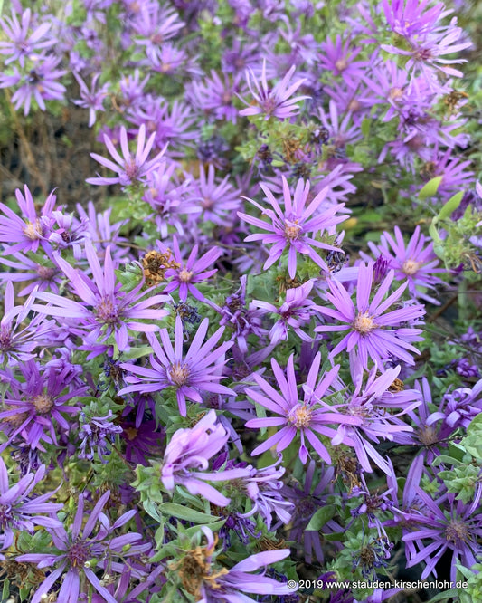 Symphyotrichum sericeum