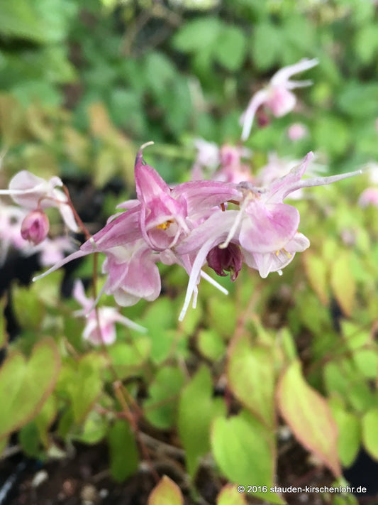 Epimedium grandiflorum 'Akebono'
