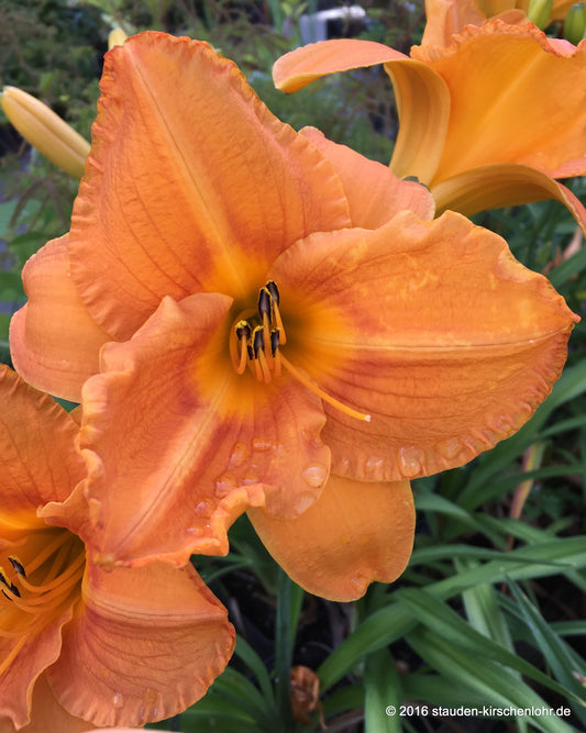 Hemerocallis 'Abendsonne'