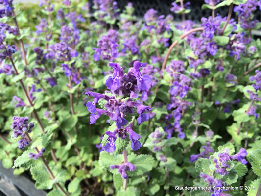 Nepeta racemosa 'Grog'