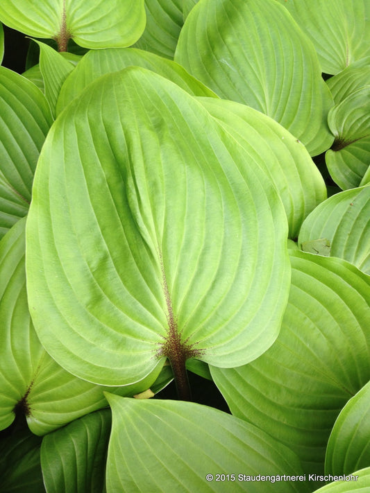 Hosta 'Raspberry Sundae'