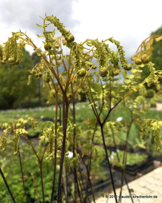 Adiantum pedatum