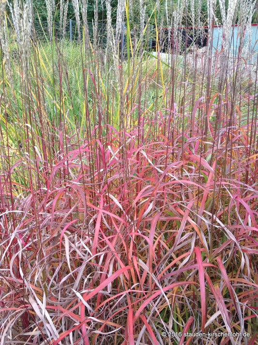 Miscanthus sinensis 'Ghana'