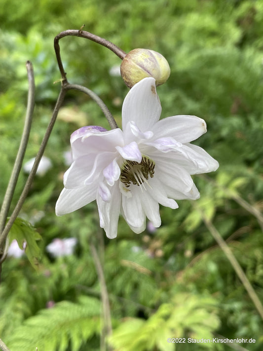 Anemonopsis macrophylla 'Flore Pleno'