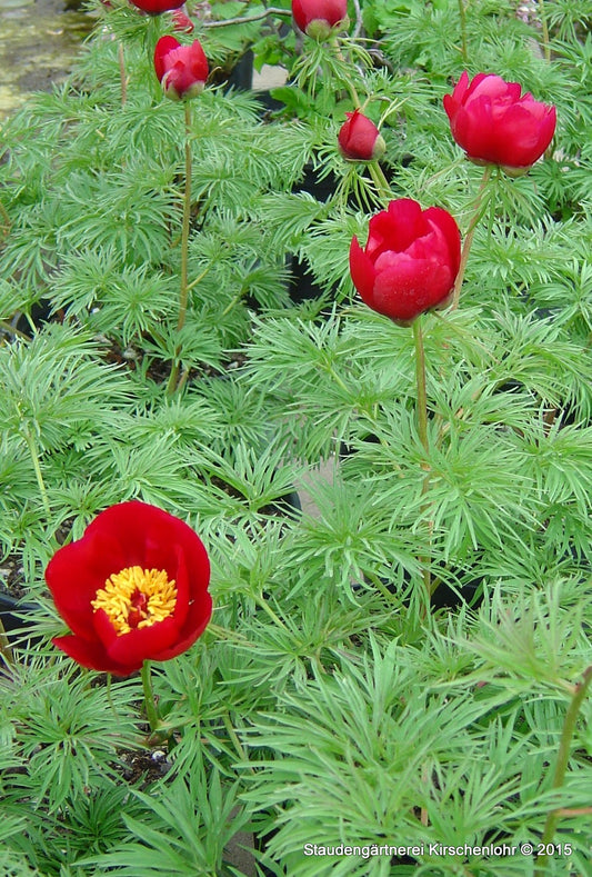 Paeonia tenuifolia