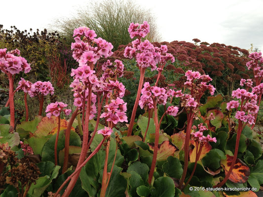 Bergenia 'Herbstblüte'