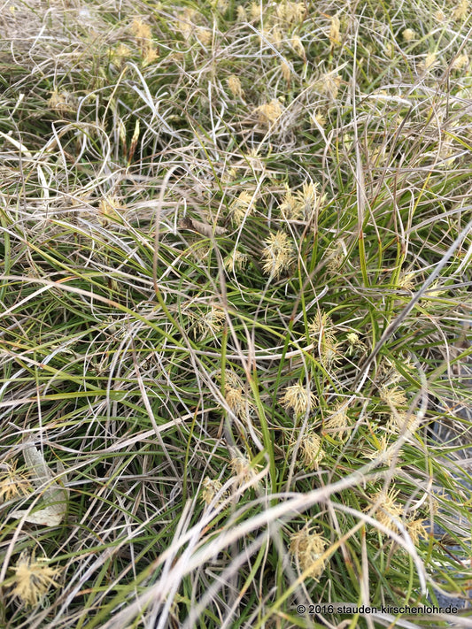 Carex humilis 'Hexe'