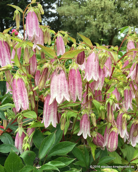Campanula 'Elisabeth'