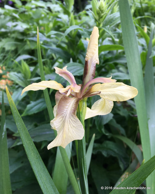 Iris foetidissima 'Citrina'